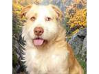 Adopt Wooly a Mixed Breed