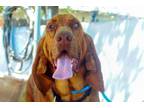Adopt Red - ADOPTED 5-25-24 a Bloodhound, Redbone Coonhound
