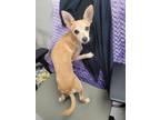 Adopt PORTHOS a Terrier