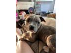 Adopt SQUALLY a Pit Bull Terrier