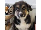 Adopt Curly a Australian Shepherd, Shepherd