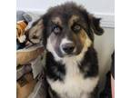Adopt Curly a Bernese Mountain Dog, German Shepherd Dog