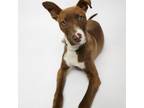 Adopt Tommy a Whippet, Border Collie