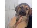 Adopt Axel a Australian Shepherd, Yellow Labrador Retriever