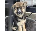 Adopt Moe a Australian Shepherd, Shepherd