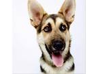 Adopt Larry a German Shepherd Dog, Shepherd