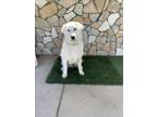 Adopt GULLIVER a Great Pyrenees