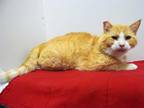 Adopt FRANK SINATRA a Domestic Short Hair