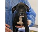 Adopt Licorice a Mixed Breed
