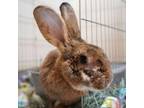 Adopt Bracket Buster a Flemish Giant