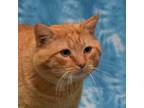 Adopt Rusty a Domestic Short Hair