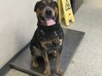 Adopt A237185 a Australian Cattle Dog / Blue Heeler, Rottweiler