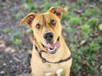 Adopt MIGUEL a Labrador Retriever, Pit Bull Terrier