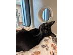 Adopt GUMMY BEAR a Domestic Short Hair