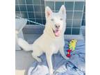 Adopt OAKLEY a Siberian Husky, German Shepherd Dog