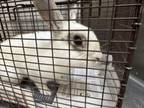 Adopt PEANUT a Bunny Rabbit