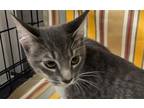 Adopt HELA a Domestic Short Hair