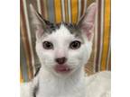 Adopt TOSHO a Domestic Short Hair