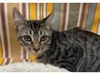 Adopt SHOGUN a Domestic Short Hair