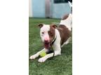 Adopt DENVER a Pit Bull Terrier