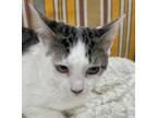 Adopt OSLO a Domestic Short Hair