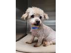 Adopt KIMCHI a Bichon Frise