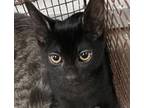 Adopt COAL a Domestic Short Hair