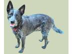 Adopt BAXTER a Australian Cattle Dog / Blue Heeler
