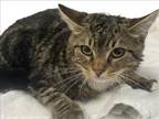 Adopt KENNEDY a Domestic Short Hair