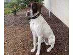 Adopt GASTON a German Shorthaired Pointer