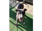 Adopt HANK a Staffordshire Bull Terrier