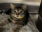 Adopt MR SQUEAKERS a Domestic Short Hair
