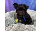 Yorkshire Terrier Puppy for sale in Clear Spring, MD, USA