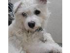 Adopt McScruffy a Mixed Breed