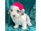 Mutt Puppy for sale in Denton, TX, USA