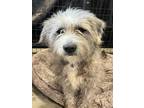 Adopt SCOTTY a Airedale Terrier, Mixed Breed