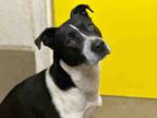 Adopt OSCAR a Pit Bull Terrier, Border Collie