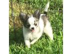 Chihuahua Puppy for sale in Shawnee, OK, USA