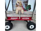 Poodle (Toy) Puppy for sale in Sparta, TN, USA