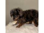 Poodle (Toy) Puppy for sale in Coldspring, TX, USA