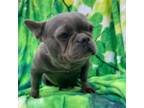 French Bulldog Puppy for sale in Lancaster, PA, USA