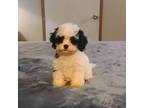 Cavapoo Puppy for sale in Copan, OK, USA