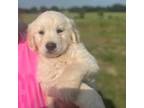Golden Retriever Puppy for sale in Durant, OK, USA