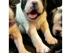 Boston Terrier Puppy for sale in Denham Springs, LA, USA