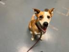 Adopt DIO a Australian Cattle Dog / Blue Heeler, Mixed Breed