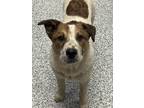 Adopt Archie a Australian Cattle Dog / Blue Heeler