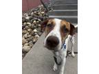 Adopt Shadow a Pointer