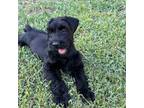 Schnauzer (Giant) Puppy for sale in Leakesville, MS, USA