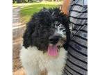 Aussiedoodle Puppy for sale in Chiefland, FL, USA