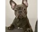 French Bulldog Puppy for sale in Elgin, SC, USA